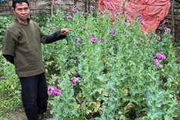 Đang cạo lấy nhựa cây anh túc thì bị công an bắt quả tang