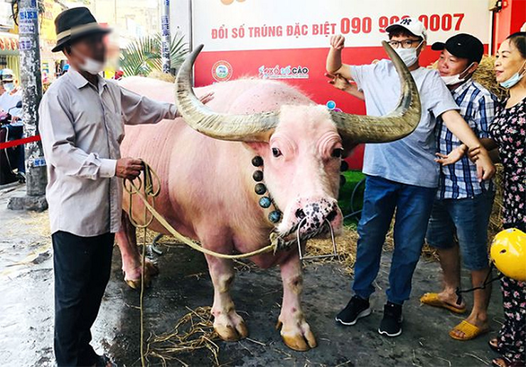 Trâu có da màu hồng nhưng sức khỏe không kém cạnh trâu đen.&nbsp;