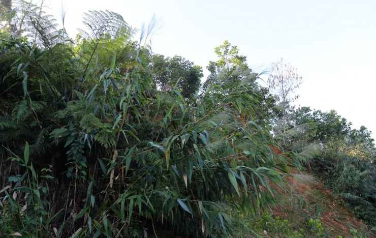 Cây đót rừng thuộc họ lúa, thường mọc trên vùng đất khô ở các vùng núi có độ cao từ 150-2000m ở các tỉnh Quảng Nam, Quảng Ngãi, Gia Lai, Kon Tum… Cây đót thân xốp rắn, mọc thẳng hoặc hơi xoè, cao đến 3,5m. Dọc Quốc lộ 40B, đót mọc trên các vực núi hai bên đường.