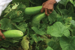 Thị trường - Tiêu dùng - Loại quả ở quê giá rẻ bèo, nay làm thành đặc sản nổi tiếng, bán đắt hàng trong siêu thị