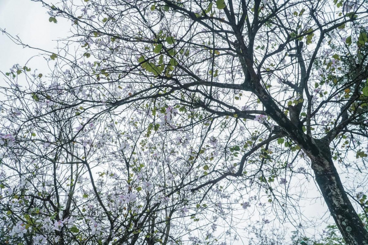 Hoa ban bắt đầu nở từ tháng 2, nhưng rộ nhất là vào tháng 3 và tàn vào đầu tháng 4 hàng năm.