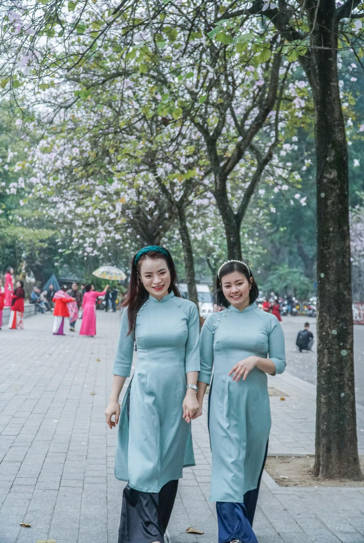 Ban loài cây đặc trưng của núi rừng Tây Bắc, nhưng từ hàng chục năm nay đã được đưa về trồng ở nhiều tuyến phố gần Lăng Chủ tịch Hồ Chí Minh và quảng trường Ba Đình.