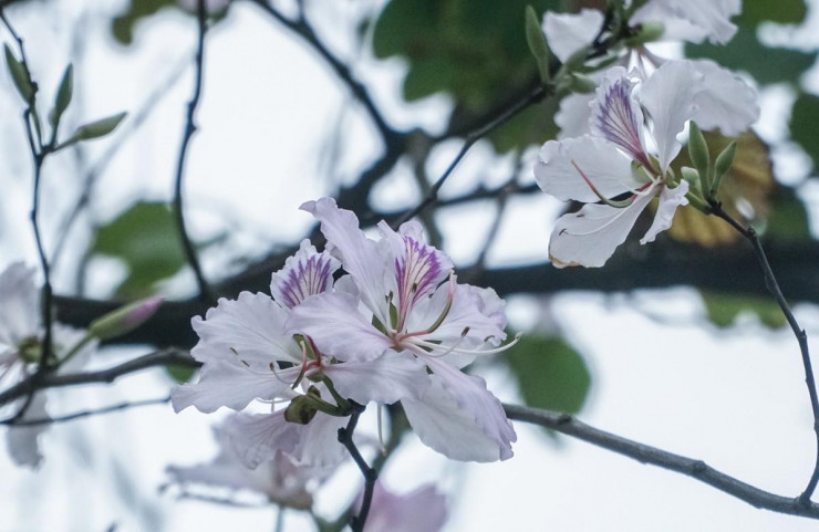 Vẻ đẹp trong trẻo của hoa ban gây liên tưởng tới những thiếu nữ miền sơn cước.