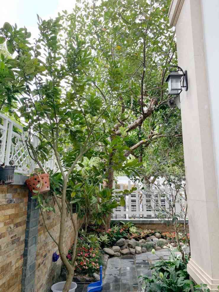 Khuôn viên quanh biệt thự không lớn nhưng cũng
đủ cho Quang Hà thiết kế khu vườn nhỏ với một số loại hoa cảnh, cây
ăn quả như mít, bưởi, lựu, me...