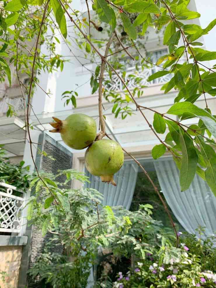 Cây lựu Quang Hà trồng đã ra trái. Theo giọng
ca gốc Hà Nội, các loại cây ăn quả thân cao, tán rộng không chỉ cho
trái mà còn tỏa bóng, điều hòa không khí cho ngôi nhà luôn mát mẻ,
dễ chịu kể cả khi thời tiết ngoài trời oi bức.