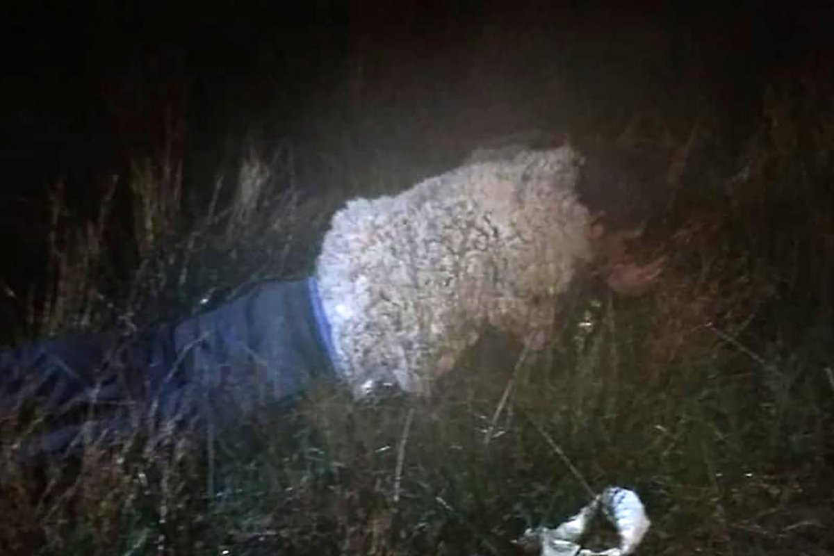 Jose Luis Callisaya Diaz bị bắt khi đóng giả thành cừu để trốn khỏi nhà tù (ảnh: Daily Mail)
