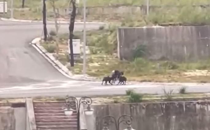 Hình ảnh 2 con chó lớn lao vào cắn nam sinh. Ảnh: Cắt từ clip