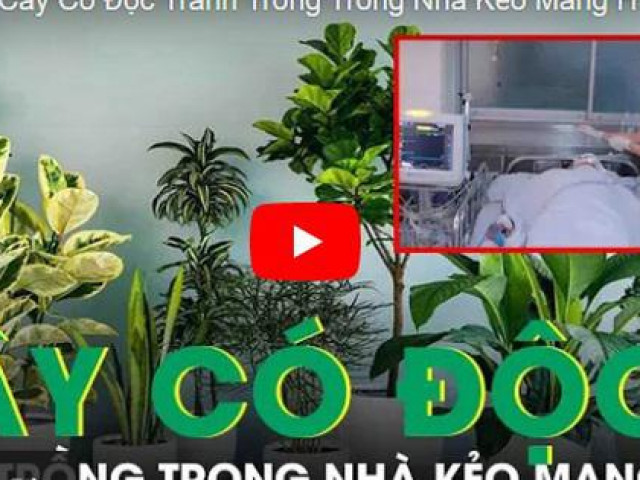 Sức khỏe đời sống - Những cây có độc tránh trồng trong nhà kẻo mang họa