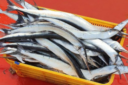 Loài cá ở Việt Nam được ví như ”sát thủ”, nay được bao người ưa chuộng vì ngon và bổ