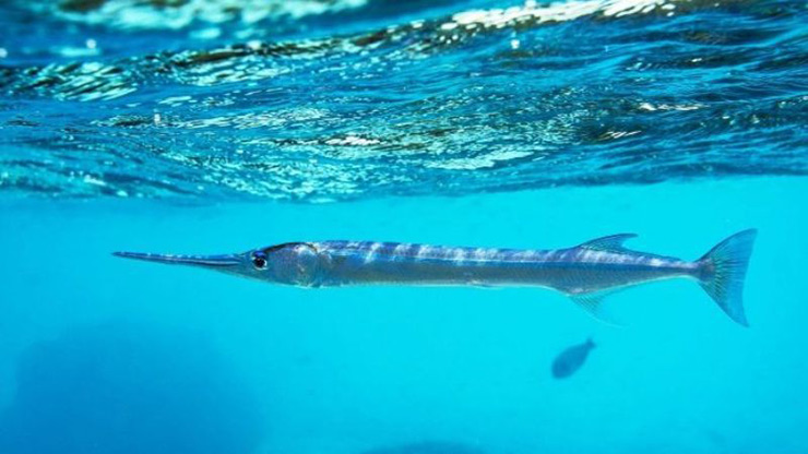 Cá xương xanh được mệnh danh là "sát thủ" ở vùng biển Kiên Giang. Chúng thường sinh sống và lội từng đàn quanh các hoang đảo ngoài khơi, dọc theo các ghềnh đá, rặng san hô, nơi có mặt nước tương đối yên tĩnh.
