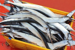 Loài cá ở Việt Nam được ví như "sát thủ", nay được bao người ưa chuộng vì ngon và bổ