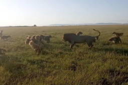 Media - Linh cẩu điên cuồng "kéo quân" bao vây trả thù sư tử vì đồng loại bị hạ sát