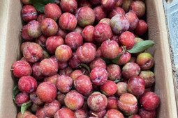 Mận trái mùa giá “chát” gần 200.000 đồng/kg, dân buôn không đủ hàng bán