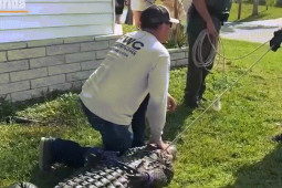 Phi thường - kỳ quặc - Cứu chó cưng, cụ bà chết dưới hàm cá sấu