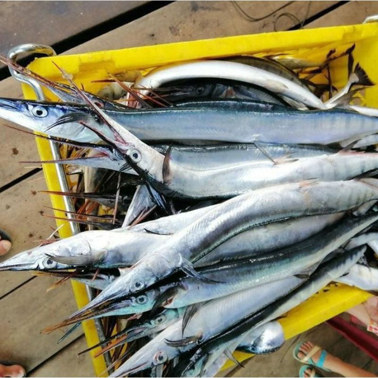 Xương của những con cá này có màu xanh ngọc bích vô cùng đẹp mắt nên nó được đặt cho cái tên gọi cá xương xanh
