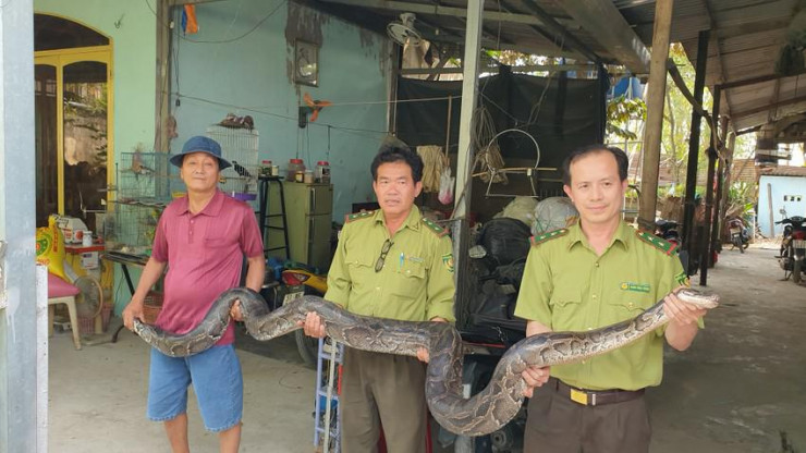 Con trăn đất nặng chừng 32kg được tiêm thuốc mê trước khi đưa ra khỏi chuồng. Ảnh: NT
