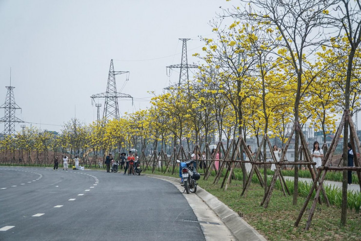 Theo ghi nhận, từ nhiều ngày nay rất nhiều người đổ về con đường hoa Phong Linh nằm trong khuôn viên khu đô thị ParkCity, phường La Khê, quận Hà Đông, TP Hà Nội để chụp ảnh.