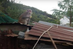 Đàn khỉ khoảng 200 con tràn xuống phá nhà dân