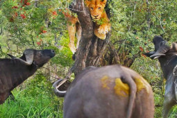 ”Kéo quân” đại chiến, đàn trâu rừng tấn công dữ dội khiến sư tử chạy tan tác