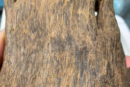 Thị trường - Tiêu dùng - Loại gỗ đắt nhất Việt Nam, giá lên đến hàng chục tỷ/kg