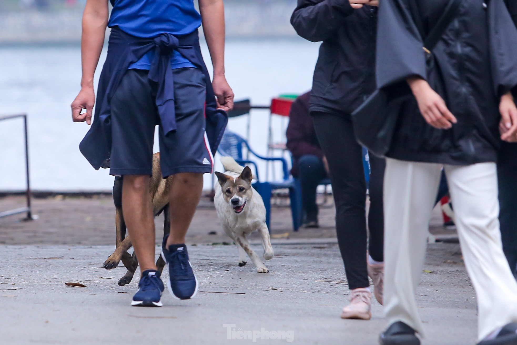 Một chú chó trông khá dữ được thả rông, không đeo rọ mõm chạy quanh công viên cùng dòng người tập thể dục.