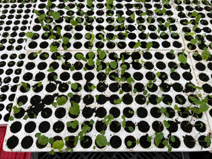 Anh Tuyển bắt đầu trồng cây wasabi trong trang trại của mình từ năm 2020.