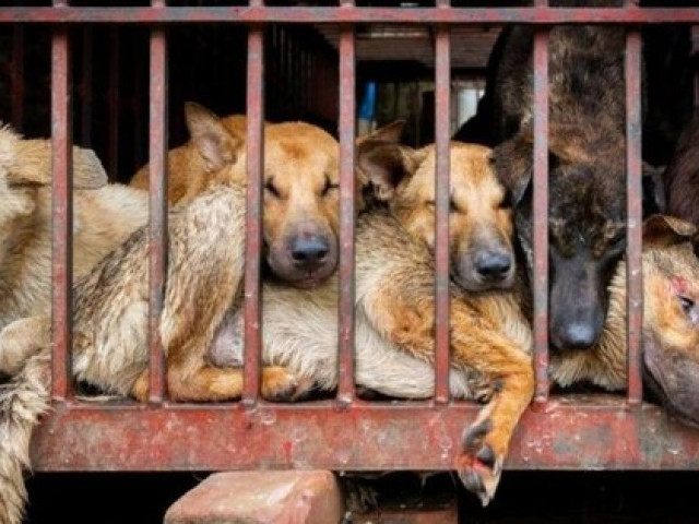 Sức khỏe đời sống - Ăn thịt chó từng cắn người liệu có an toàn không?