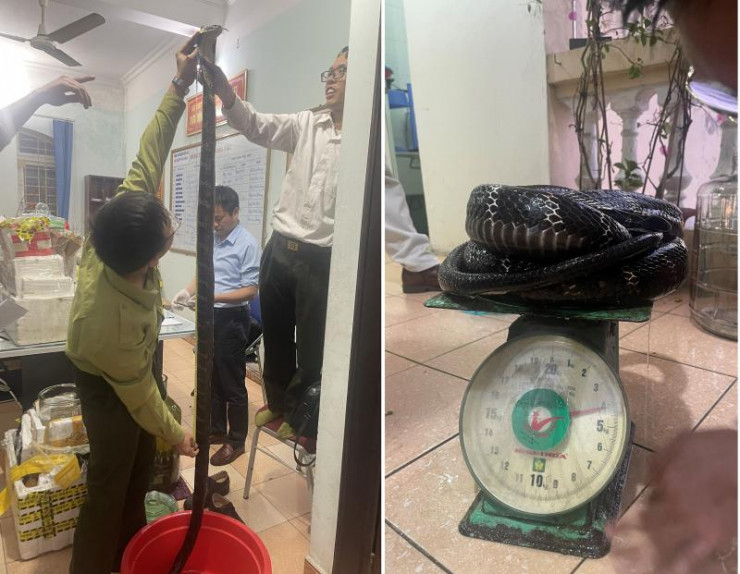 Lực lượng chức năng xác định kích thước và trọng lượng các cá thể rắn hổ chúa
