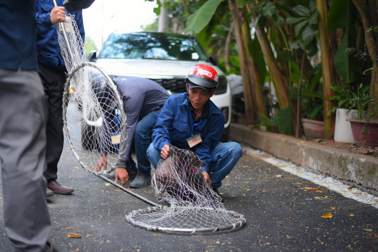 TPHCM: Đội săn bắt chó thả rông bắt được gần chục con chỉ sau vài tiếng - 7