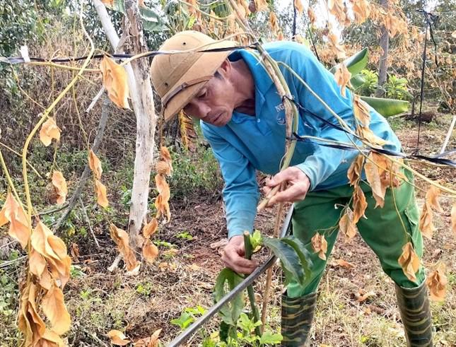 Kẻ gian nhẫn tâm chặt gốc cây chanh dây đang thời kỳ thu hoạch