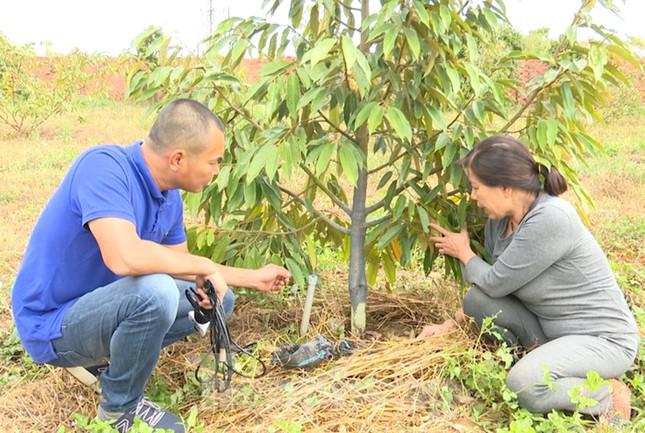 Những cây sầu riêng của bà Nguyễn Thị Kim Phúc bị cạo gốc đang chết dần