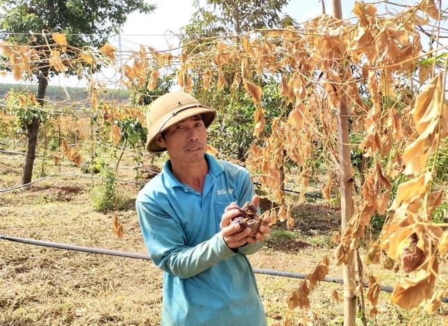 Hàng trăm cây chanh dây, vườn sầu riêng của người dân bị kẻ gian cắt gốc - 2