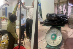 Bị khởi tố vì đem rượu ngâm rắn hổ chúa đi bán