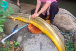 Loài cá ở Việt Nam dài cả mét khiến nhiều người tò mò, giá 400.000 đồng/kg