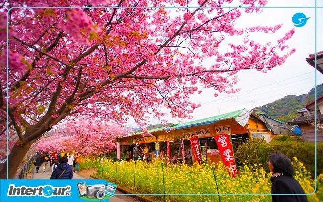 Hoa anh đào rực rỡ tại lễ hội hoa Kawazu Sakura Matsuri