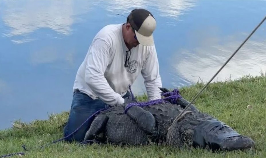 Con cá sấu 3 mét bị bắt sau khi cắn chết người. Ảnh: Twitter