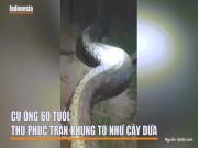 Thế giới - Clip nín thở với người đàn ông cố “thu phục” trăn khủng