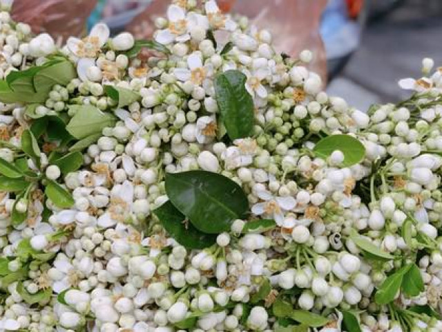 Thị trường - Tiêu dùng - Hoa bưởi đầu mùa tỏa hương khắp phố Hà Nội, giá nửa triệu đồng/kg