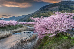 12 địa điểm ngắm hoa anh đào đẹp nhất Nhật Bản