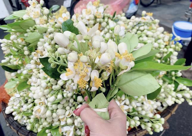 Hoa bưởi đầu mùa tỏa hương khắp phố Hà Nội, giá nửa triệu đồng/kg - 3