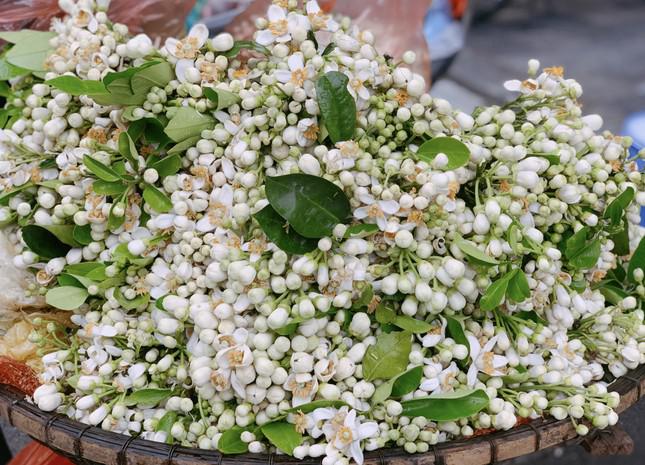 Hoa bưởi đầu mùa tỏa hương khắp phố Hà Nội, giá nửa triệu đồng/kg - 2