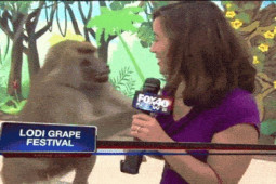 Khoảnh khắc hài hước khi động vật ”phá đám” trên sóng truyền hình