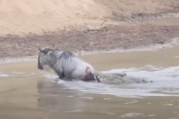 Media - "Kéo co" với cá sấu dưới sông, linh dương thoát chết khó tin