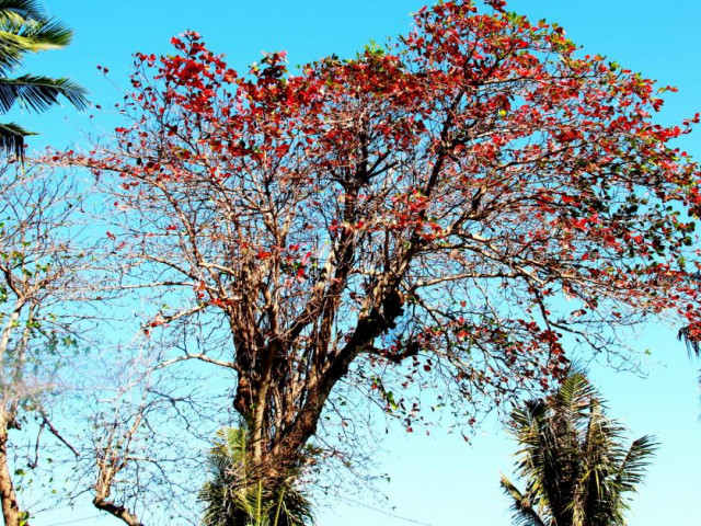 Du lịch - Phố vào mùa lá đỏ