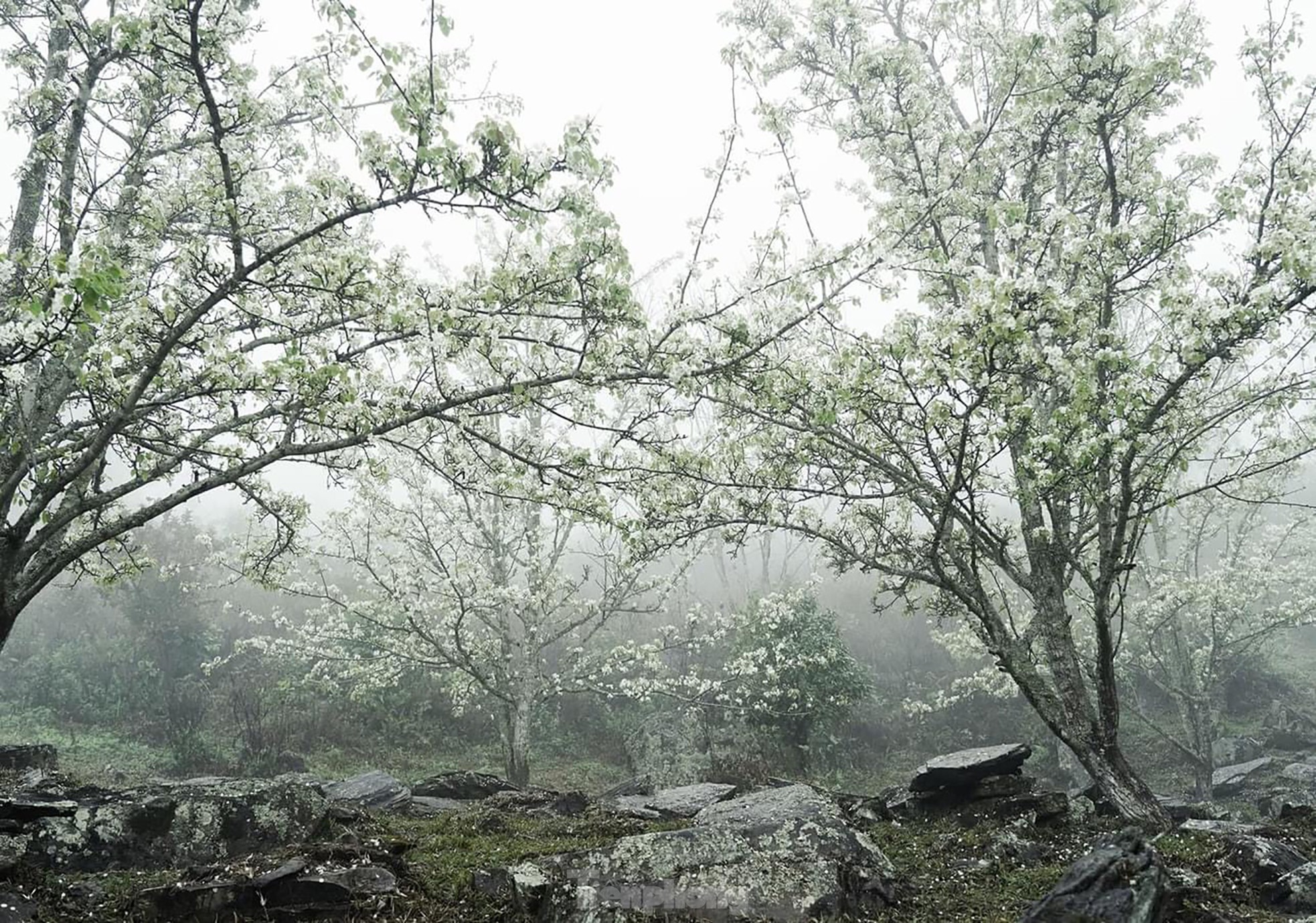 Lạc bước giữa vườn hoa lê đẹp như cổ tích ở Na Hang, Tuyên Quang - 3