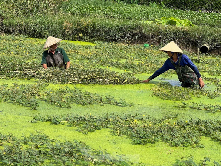 Bất ngờ hình ảnh người dân gặt lúa, chăn vịt... giữa những khu đất 