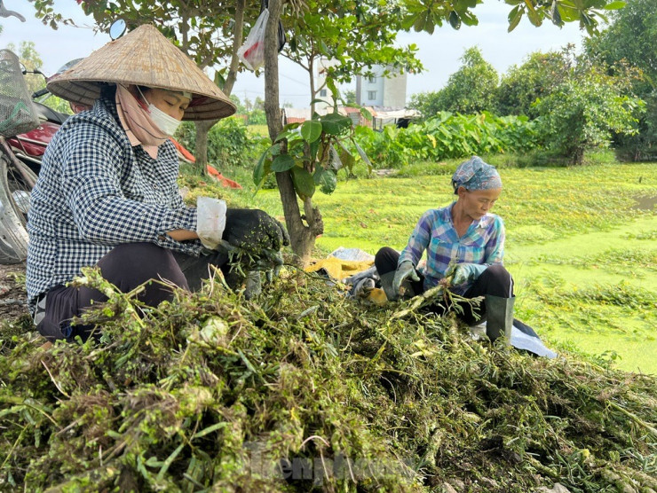 Bất ngờ hình ảnh người dân gặt lúa, chăn vịt... giữa những khu đất 