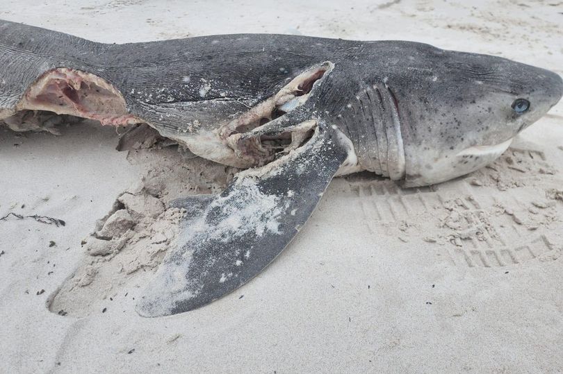 Cá mập trắng bị mất lá gan, trôi dạt bờ biển Nam Phi.