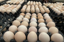 Trứng gà ta giá rẻ bất ngờ chỉ còn 2.000 đồng/quả, người nuôi tiết lộ lý do