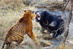 Media - Gấu nổi điên truy sát kinh hoàng chó sói, hổ, sư tử